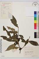 藏品(桃葉鼠李)的圖片