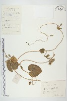 藏品(圓葉牽牛)的圖片