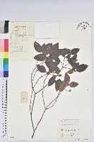 藏品(馬銀花)的圖片