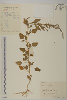 藏品(灰綠藜)的圖片