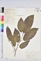 藏品(白木烏臼)的圖片