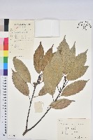 藏品(青剛櫟、鐵椆)的圖片