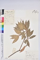 藏品(美麗馬醉木)的圖片