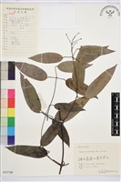 藏品(山木通)的圖片