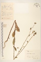 藏品(南苦苣菜)的圖片