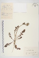 藏品(黃鵪菜)的圖片