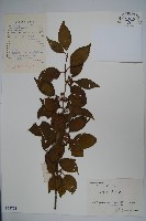 藏品(大柄冬青)的圖片