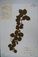 藏品(大柄冬青)的圖片