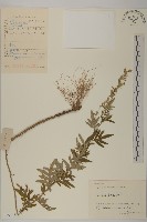 藏品(野艾蒿)的圖片