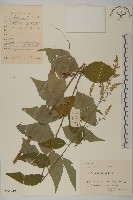 藏品(珍珠蒿、奇蒿)的圖片