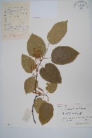 藏品(八角楓)的圖片