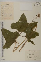 藏品(紫花堇菜)的圖片