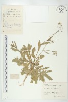 藏品(薺)的圖片