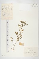 藏品(水花菜)的圖片