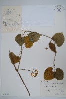 藏品(牛皮消)的圖片