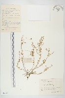 藏品(珠芽佛甲草)的圖片