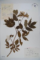 藏品(接骨木，木蒴藋)的圖片