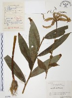 藏品(豔紅百合、豔紅鹿子百合)的圖片