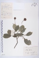 藏品(頭狀四照花)的圖片