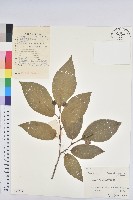 藏品(白木烏臼)的圖片