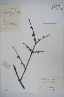 藏品(臘梅)的圖片