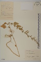 藏品(藜、灰藜)的圖片