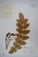 藏品(闊葉十大功勞)的圖片