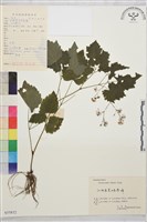 藏品(大葉唐松草)的圖片