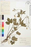 藏品(毛茛)的圖片