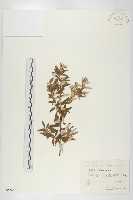 藏品(醋柳)的圖片