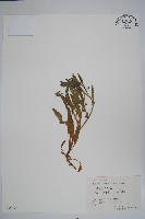 藏品(狹苞斑種草)的圖片