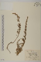 藏品(紅足蒿)的圖片