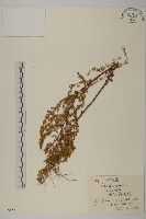 藏品(黃花蒿)的圖片