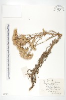 藏品(翼莖鳳毛菊)的圖片