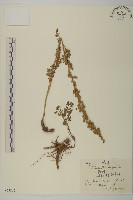 藏品(裂葉蒿)的圖片