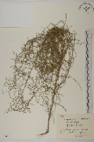 藏品(黃蒿)的圖片