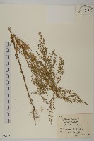 藏品(黃花蒿)的圖片