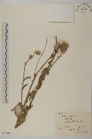 藏品(飛廉)的圖片