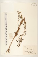藏品(興安毛蓮菜)的圖片