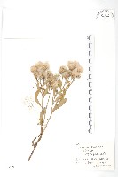 藏品(草地風毛菊)的圖片