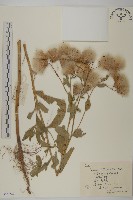 藏品(大刺兒菜)的圖片