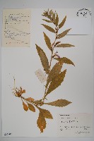 藏品(江南山梗菜)的圖片