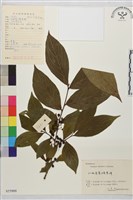 藏品(山鼠李)的圖片