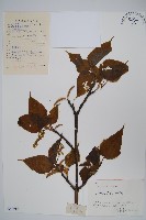 藏品(青榨槭)的圖片