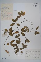 藏品(羊乳、四葉參)的圖片