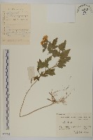 藏品(姜菱菊)的圖片