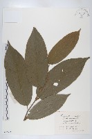 藏品(望天樹)的圖片