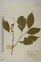 藏品(滇南美登木)的圖片