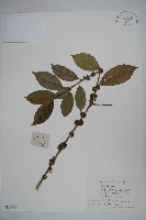 藏品(中華冬青)的圖片