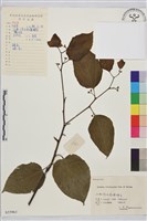 藏品(毛果枳椇)的圖片